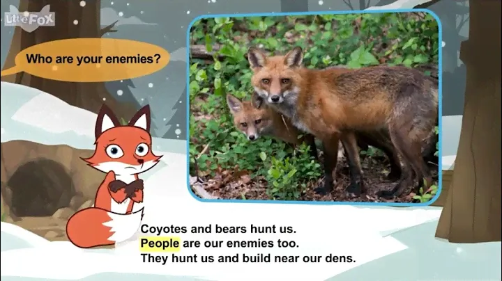 L2 053 Meet the Animals 53   Red Fox