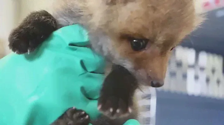 Video: Feeding time for rescued baby fox