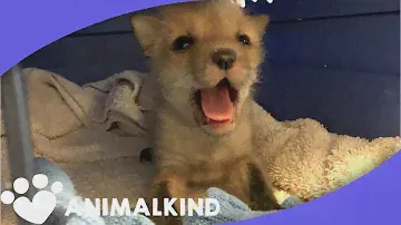Sick baby fox found in the middle of the road