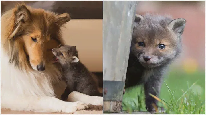 Dog Adopts A Baby Fox After His Mom Died In A Car Accident