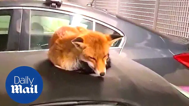 Adorable fox sleeps on top man's car and refuses to move